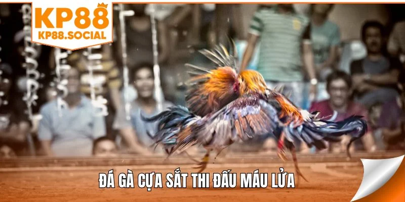 Đá gà cựa sắt thi đấu máu lửa