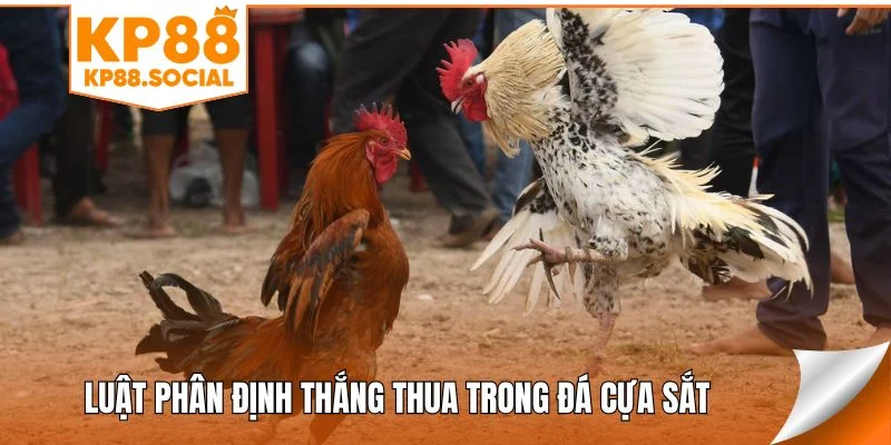 Luật phân định thắng thua trong đá cựa sắt