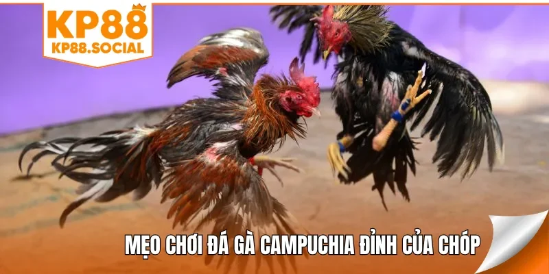 Mẹo chơi đá gà Campuchia đỉnh của chóp